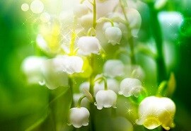 セラ先生のイメージフォト