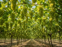 日本のシャインマスカットが危機！ 海外流出で損失は年間100億円以上か