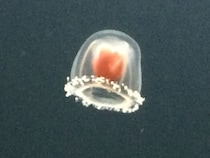 宇宙空間でも生存可能！ マイナス273℃や致死量1000倍の放射線にも耐える“最強生物”クマムシの秘密