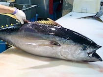 京都発『都まぐろ』が全国へ！ 大間産に挑む“海のダイヤ”新ブランド誕生の全貌