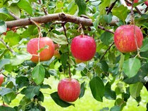 青森を襲った記録的豪雪でリンゴが危ない　4月以降に価格高騰が予想される「食卓の異変」