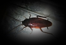 今すぐやれ！ 夏のGとの戦いはこの時期が正念場…駆除業者も警告する「1匹退治＝数百匹予防」の衝撃【害虫予防最前線1】