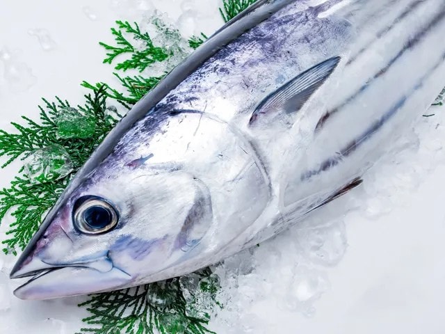 初カツオが1キロ5000円超 黒潮大蛇行と中東情勢悪化で高級魚化が止まらない