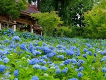 「明月院ブルー」「青の三重奏」…外国人も絶句した東日本・紫陽花寺の別格体験【紫陽花寺絶景ガイド・前編】