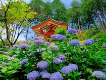 雨の日こそが絶景だった…西日本の紫陽花名所5選・2026年最新情報【紫陽花寺絶景ガイド・後編】