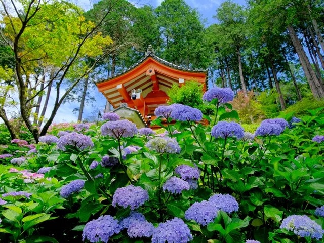 雨の日こそが絶景だった…西日本の紫陽花名所5選・2026年最新情報【紫陽花寺絶景ガイド・後編】