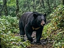 東北で相次ぐクマ被害、見えない損失は数百億円規模か――観光・不動産にも広がる深刻な影響