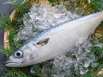 サバが1本1000円超えの高級魚に！ ノルウェー輸入半減「サバショック」の深刻な実態