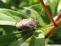 カメムシが例年より早く大量発生　兵庫県が桃・梨に警戒、洗濯物の悪臭は2〜3日取れないことも