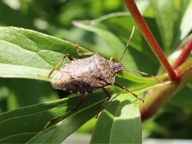 カメムシが例年より早く大量発生 兵庫県が桃・梨に警戒、洗濯物の悪臭は2〜3日取れないことも