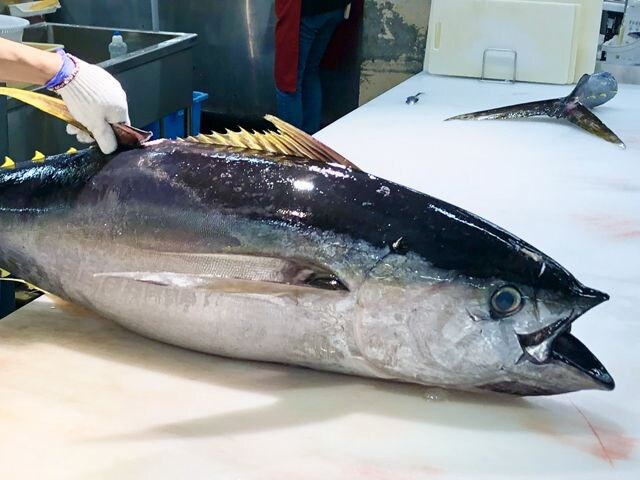 クロマグロ豊漁なのに喜べない理由 釣り人に迫る規制強化とトクリュウの密漁参入の実態