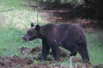 ヒグマは被害が出ないと駆除できない　無条件の「間引き」ダメ...スタートした「緊急対策」実効性どこまで