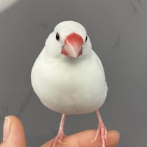 「館鳥」ぶんちゃん退官へ...愛知・弥富市資料館の名物　PR励んで８年、職員ねぎらい「末永く元気で」