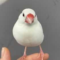 「館鳥」ぶんちゃん退官へ...愛知・弥富市資料館の名物　PR励んで８年、職員ねぎらい「末永く元気で」