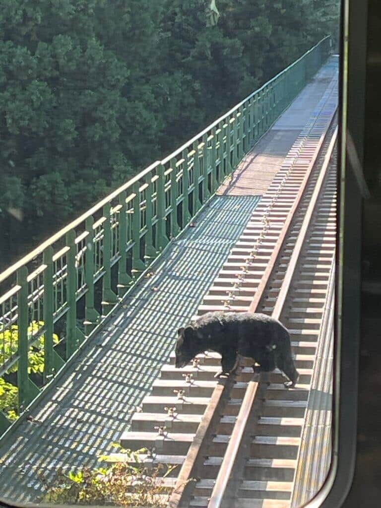 Xで話題になった「JR只見線」線路上のクマ。写真提供：Xユーザー・らくらくだ（＠rakuraku323）さん