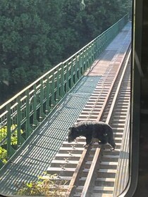 只見線でクマ出現「警笛を鳴らしながら減速し始め...」　目撃者＆JR東が明かした顛末とは