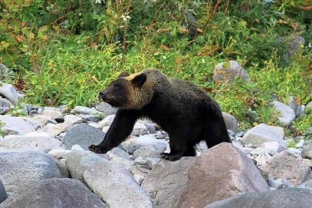 クマの出没にはどう対応？（写真はイメージ）