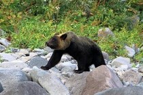 野口健氏、全国のクマ被害急増に持論　「必死になって餌を求めている」「冬を越せないだろう」