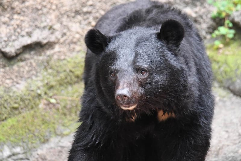 写真はイメージ