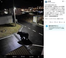 「信じがたいサイズ」巨大クマの目撃情報、宮城・女川町が拡散で注意喚起も　真相が判明...お詫び