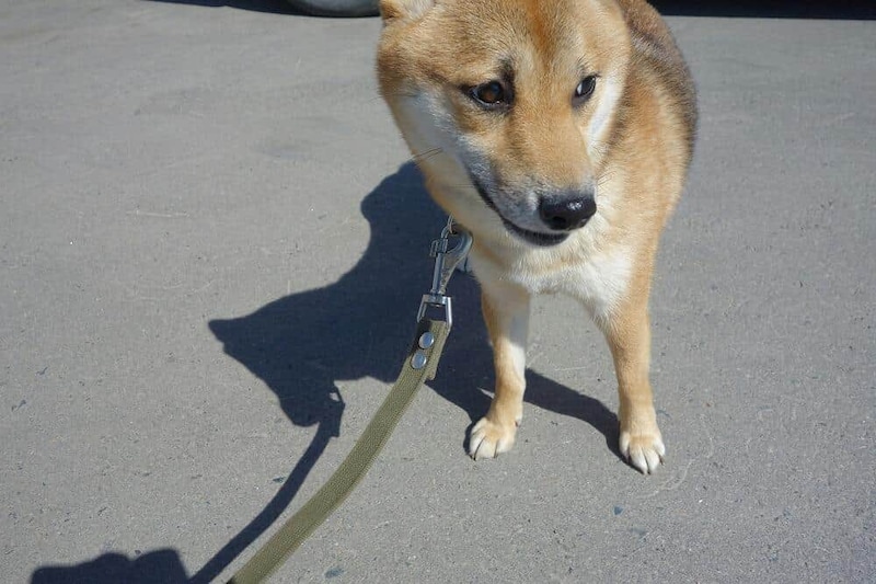 近所を散歩する犬たちの行動で悩みが…（写真はイメージ）