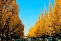 神宮外苑いちょう並木でルール無視の迷惑行為がとまらない　石原良純さん「もう少し長い時間閉鎖しちゃっても」