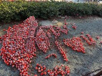 【大阪・勝尾寺】「ダルマの台湾島」参拝者破壊でSNS波紋　中国人か？台湾紙指摘...寺に聞いた境内の状況