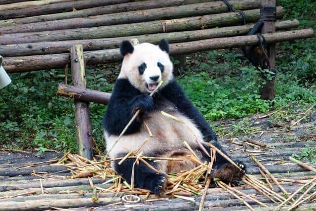 上野動物園のパンダは2026年1月末に中国に返還される見通し（画像はイメージ）