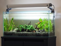 中町JP、観賞魚めぐる発言が波紋　飼育を熱望も「インテリア味が強い」→「魚を飼ってる自分に酔いたいだけ」