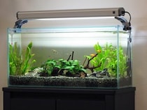 中町JP、観賞魚めぐる発言が波紋　飼育を熱望も「インテリア味が強い」→「魚を飼ってる自分に酔いたいだけ」