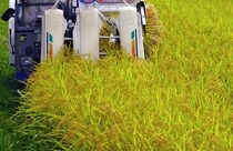 「5キロ約7000円」新米こんなに高いのか！　生産量は需要を大きく上回る...ならば値段は下がるの？