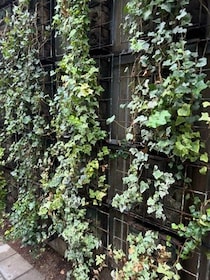 渋谷ストリーム、鮮やかだった壁面緑化「全撤去」のなぜ...X驚きの声も　施設側が明かした経緯