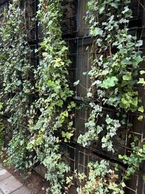 渋谷ストリーム、鮮やかだった壁面緑化「全撤去」のなぜ...X驚きの声も　施設側が明かした経緯