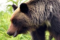 クマ対策はもう限界？　善意だけでは支えきれない現場...事業者が注目する「クマ保険」という選択肢