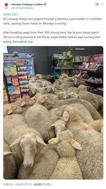ドイツで羊50頭がスーパーに「来店」、店はぎゅうぎゅう...　大使館投稿で話題「日本ではお馬さんが散歩したけど」