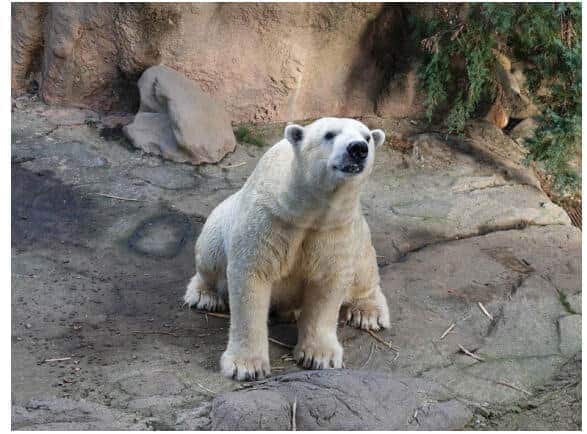 ゴーゴ。ズーラシア公式サイトの発表より