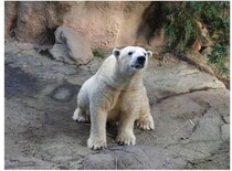 ホッキョクグマ「ゴーゴ」、麻酔＆採精後に死ぬ　Xで対応問題視→ズーラシアが詳細説明「問題があったとは考えていない」