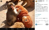 ぬいぐるみが母代わりの子猿「パンチ」、他のサルに引きずられる動画拡散　園が状況説明「頑張り応援を」