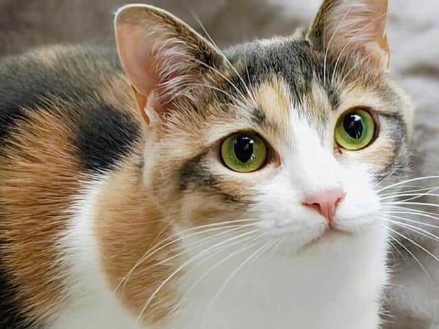 猫(画像はイメージ)