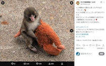 人気沸騰の子ザル・パンチを模した？グッズ、園がライセンス等の契約否定　サンダルのチャームなど波紋