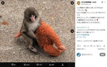 人気沸騰の子ザル・パンチを模した？グッズ、園がライセンス等の契約否定　サンダルのチャームなど波紋