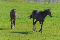 「コラ！ ふざけるな！」仔馬を殴る蹴る...動画拡散で波紋　競走馬牧場は「しつけ」と説明、北海道「対応を検討」