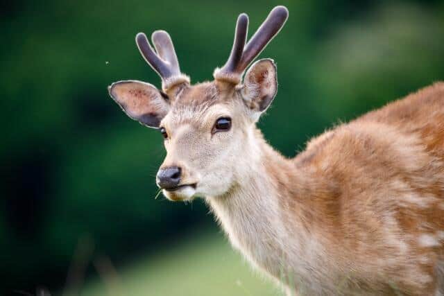 大阪市内でシカの目撃情報が(写真はイメージ)