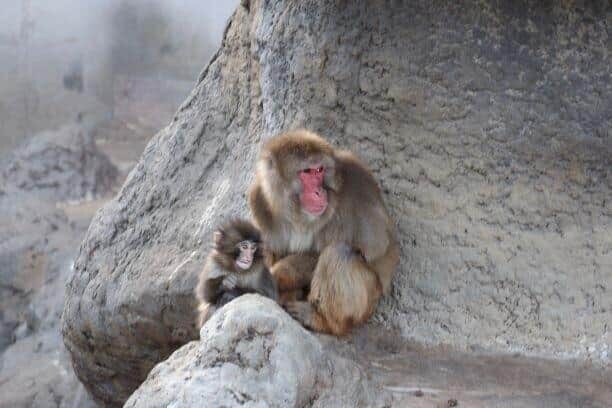 市川市動植物園公式X（@ichikawa_zoo）より