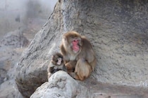 育児放棄のニホンザル、パンチくんの人気沸騰に乗じた詐欺が横行　吉永みち子「けしからんやつがいるもんだ」