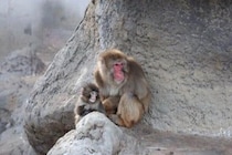 育児放棄のニホンザル、パンチくんの人気沸騰に乗じた詐欺が横行　吉永みち子「けしからんやつがいるもんだ」