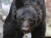 クマがもう出没している、岩手では人身被害、専門家は「人里近くで冬眠した」