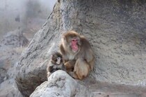育児放棄のニホンザル、パンチくんの人気沸騰に乗じた詐欺が横行　吉永みち子「けしからんやつがいるもんだ」