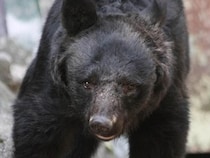 クマがもう出没している、岩手では人身被害、専門家は「人里近くで冬眠した」