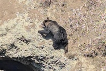 大型のヒグマ「ほぼゼロ距離」まで迫るも...「わーッ！」大声で撃退　「今年も熊が始まった」、体験談でSNS騒然